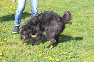 Bundi, Schnauzermischlingsrüde, ca. 1 Jahr 21838848hj