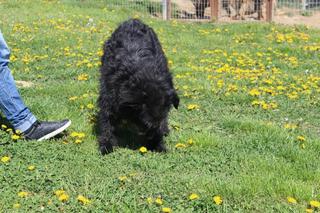 Bundi, Schnauzermischlingsrüde, ca. 1 Jahr 21838849mt