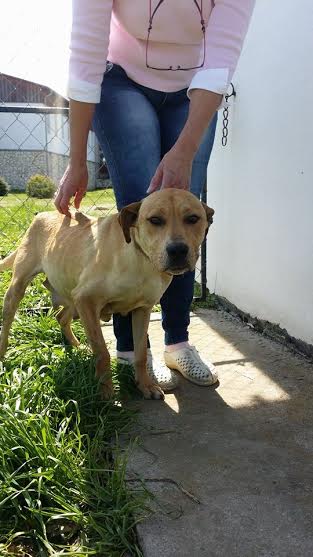 Sunny (Molli) hat ein neues Zuhause gefunden 21940587yu