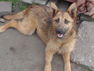 Fanni, Terriermischlingshündin, ca. 9 Monate 21941066uz