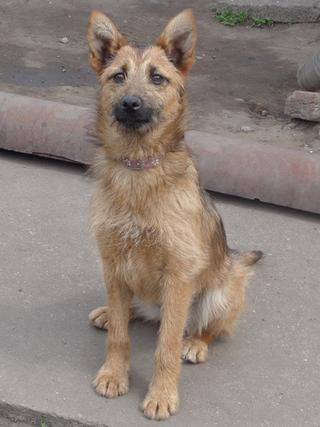 Fanni, Terriermischlingshündin, ca. 9 Monate 21941069nk