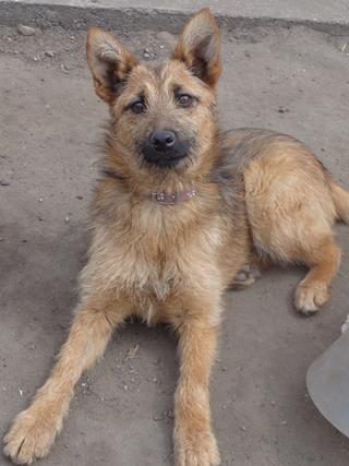 Fanni, Terriermischlingshündin, ca. 9 Monate 21941073fm