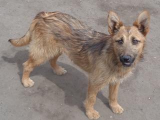 Fanni, Terriermischlingshündin, ca. 9 Monate 21941076so