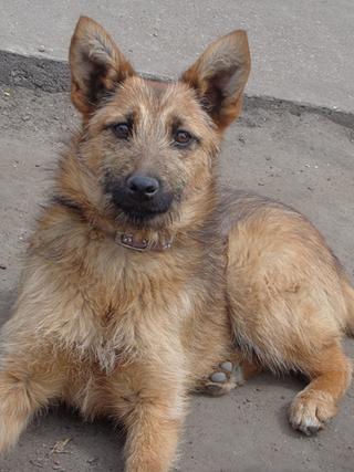 Fanni, Terriermischlingshündin, ca. 9 Monate 21941148wc