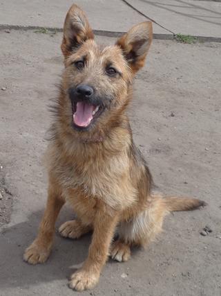 Fanni, Terriermischlingshündin, ca. 9 Monate 21941149tm