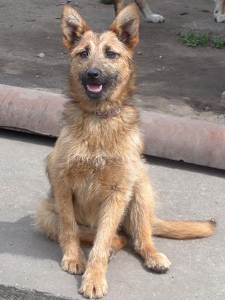 Fanni, Terriermischlingshündin, ca. 9 Monate 21941150nw