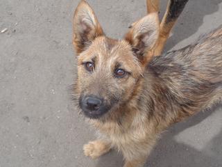 Fanni, Terriermischlingshündin, ca. 9 Monate 21941151lt