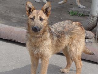 Fanni, Terriermischlingshündin, ca. 9 Monate 21941152qo