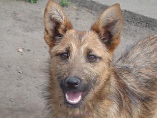 Fanni, Terriermischlingshündin, ca. 9 Monate 21941154ml