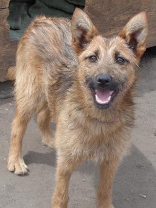 Fanni, Terriermischlingshündin, ca. 9 Monate 21941156go