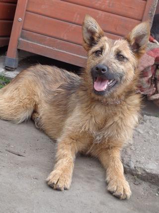 Fanni, Terriermischlingshündin, ca. 9 Monate 21941157zf