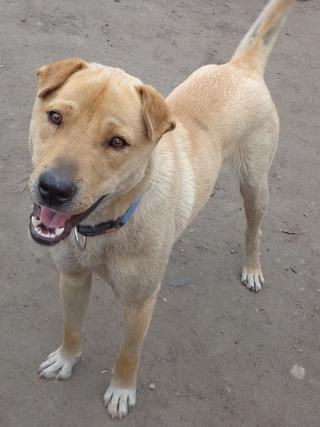 Bebe, Shar-Pei-Mischlingsrüde, ca. 1 Jahr 21978809fo