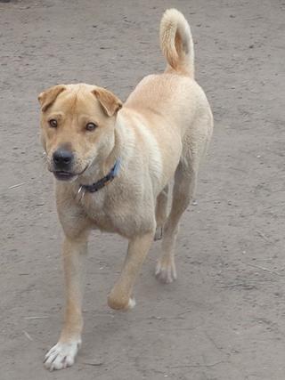 Bebe, Shar-Pei-Mischlingsrüde, ca. 1 Jahr 21978825bz