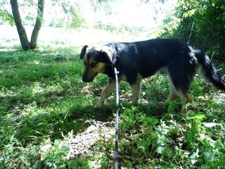 Cesar, Schäferhundmischlingsrüde, ca. 1 Jahr 21990004es