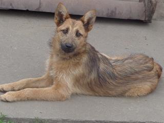 Fanni, Terriermischlingshündin, ca. 9 Monate 22023395rr