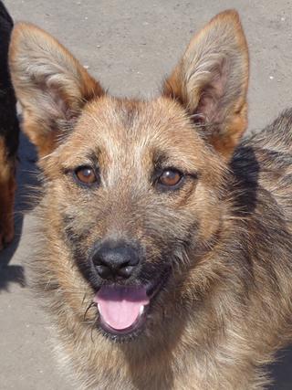 Fanni, Terriermischlingshündin, ca. 9 Monate 22023399oi