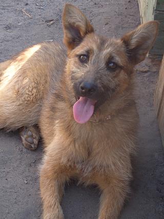 Fanni, Terriermischlingshündin, ca. 9 Monate 22023400ig