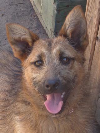 Fanni, Terriermischlingshündin, ca. 9 Monate 22023401id