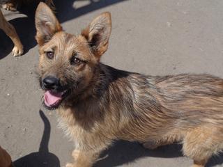 Fanni, Terriermischlingshündin, ca. 9 Monate 22023412zg