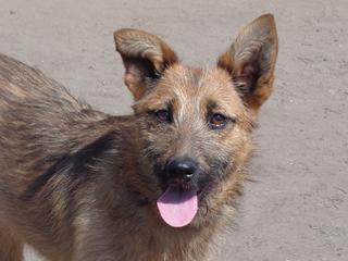 Fanni, Terriermischlingshündin, ca. 9 Monate 22023413wy