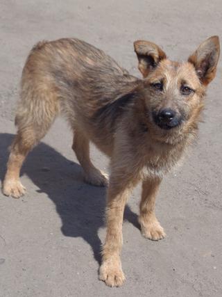 Fanni, Terriermischlingshündin, ca. 9 Monate 22023414vc