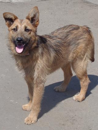 Fanni, Terriermischlingshündin, ca. 9 Monate 22023415dx