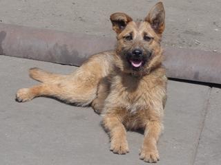 Fanni, Terriermischlingshündin, ca. 9 Monate 22023416yv