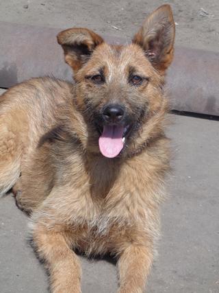 Fanni, Terriermischlingshündin, ca. 9 Monate 22023417ch