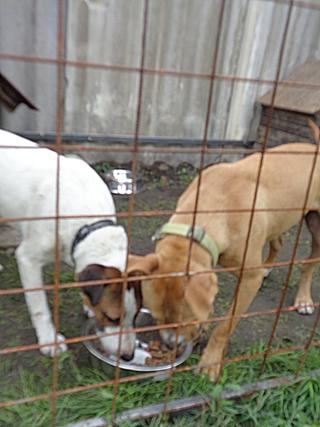 Bosco und Cara haben ein neues Zuhause gefunden 22098082sa