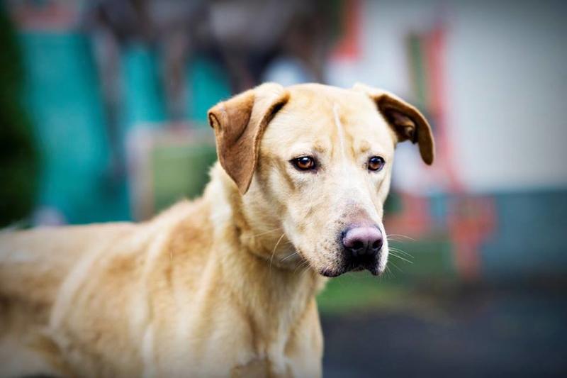 Deryl (ex 95K  Buddy) - schüchterner Labrador-Mix dem Tode von der Schippe gesprungen 22117763sm