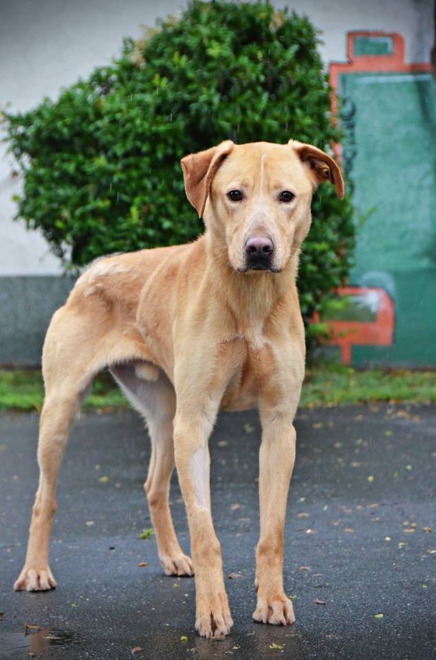 Deryl (ex 95K  Buddy) - schüchterner Labrador-Mix dem Tode von der Schippe gesprungen 22117764za