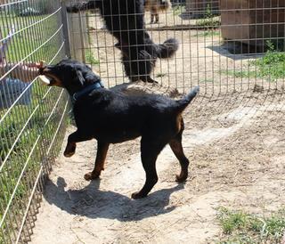 Mex, Jagdterrier, ca. 4 Jahre 22183641ac