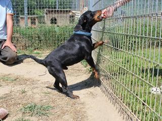 Mex, Jagdterrier, ca. 4 Jahre 22183643hs