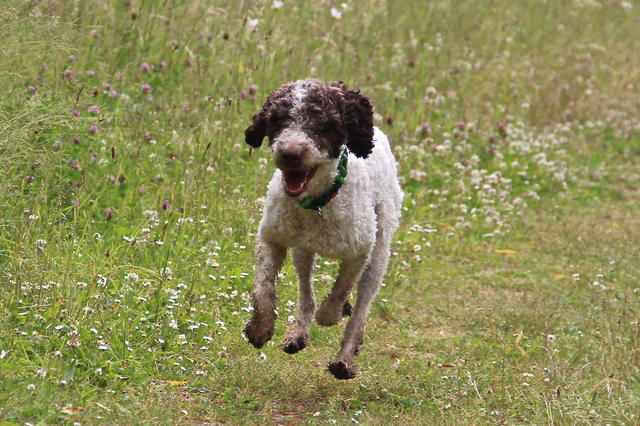 Wasserhund GATSBY aus San Anton sucht ... 22254359sl