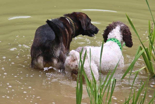 Wasserhund GATSBY aus San Anton sucht ... 22254363ix