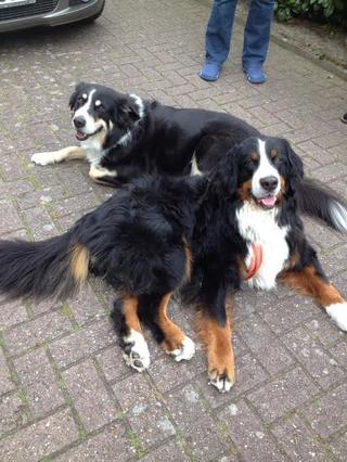 Dorka, Berner Sennenhündin, 4 Jahre 22385985nx