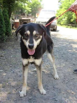 Balu, Malamutmischlingsrüde, geb. ca. Oktober 2014 22487273mr