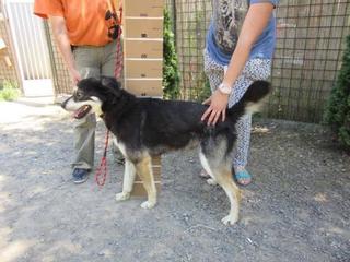 Balu, Malamutmischlingsrüde, geb. ca. Oktober 2014 22487276sk