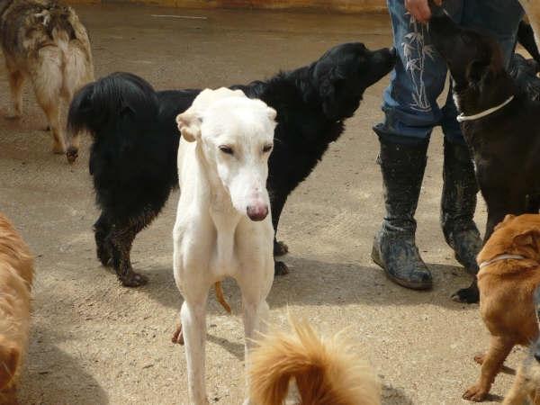 Galgo Lucas sucht ein Zuhause 2249532