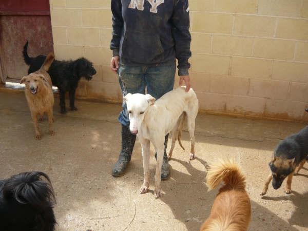 Galgo Lucas sucht ein Zuhause 2249533