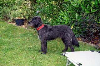 Bundi, Schnauzermischlingsrüde, ca. 1 Jahr 22516688xc