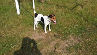 Nelly (Trixie), Foxterrierhündin, ca. 1 Jahr 22541763ng