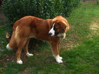 Bruno, Moskauer-Hütehund-Rüde, geb. ca. Oktober 2011 22548907zu