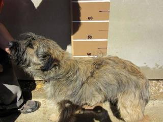 Benji, Terriermischlingsrüde, geb. ca. Juli 2014 22558096iz