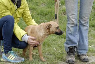 Lurko, Mischlingsrüde, geb. ca. Juli 2014 22585628ti