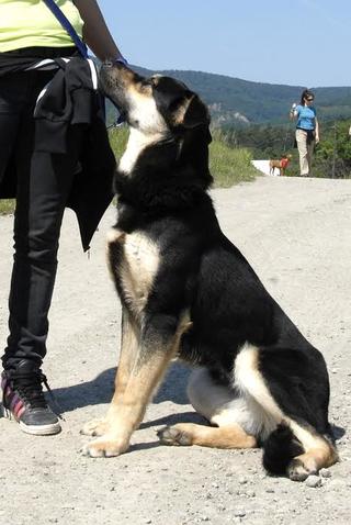 Dori, Mischlingshündin, geb. ca. September 2014 22585747hw