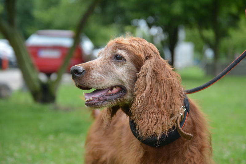 Irish Setter Dame im Berliner Tierheim 22587088bf