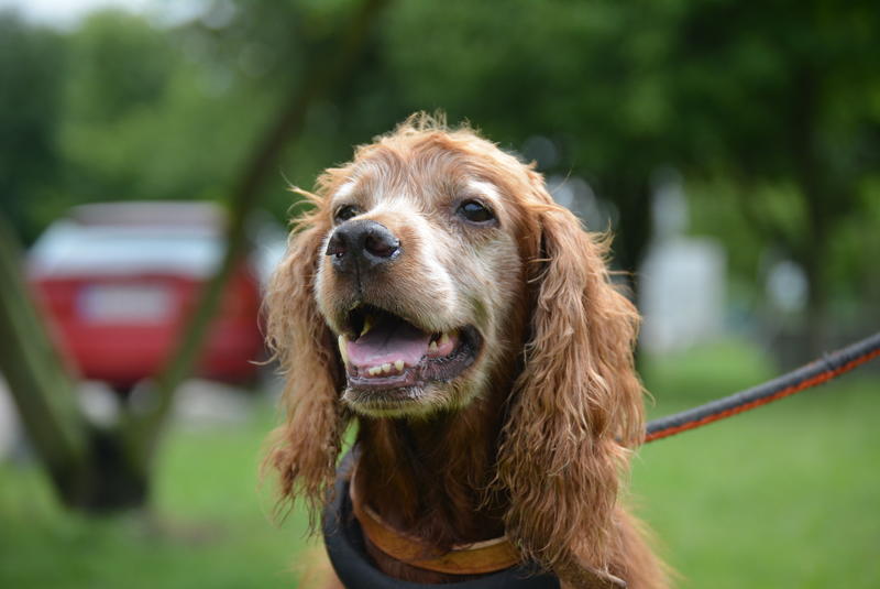 Irish Setter Dame im Berliner Tierheim 22587090ta