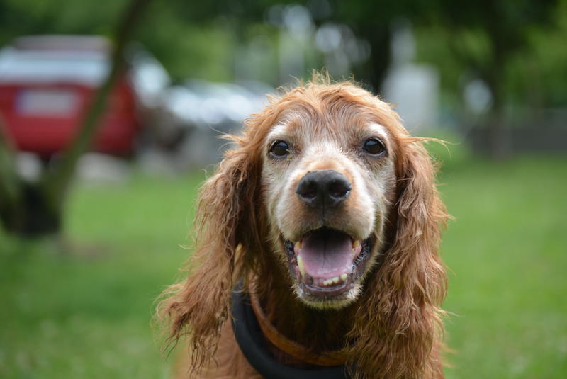 Irish Setter Dame im Berliner Tierheim 22587091uq