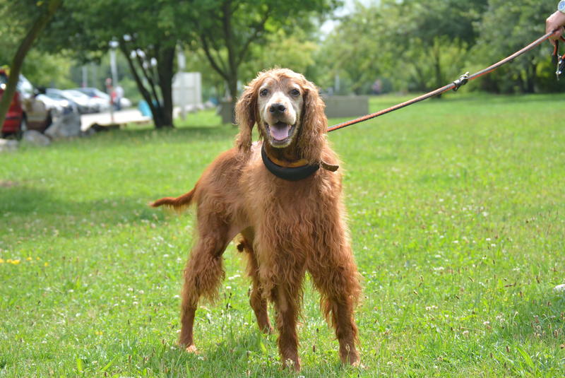 Irish Setter Dame im Berliner Tierheim 22587092pk